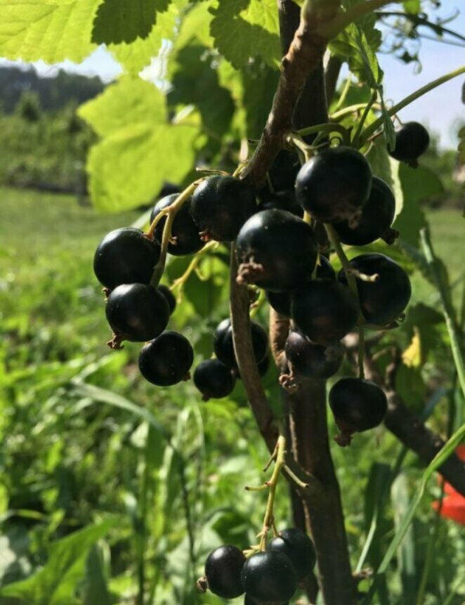 Секреты ухода за смородиной: как добиться сладких ягод и крепкой зимовки