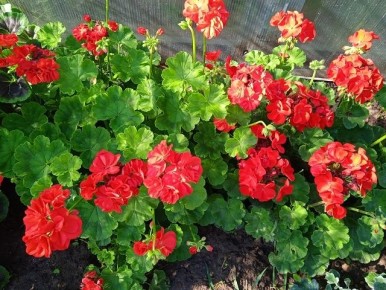 ����� � ��� ��������� �������� ���������� � ���