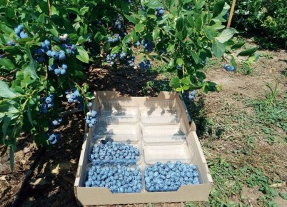 ��� �������� �������� ������ ��������: ������� ��������� � ����� �� �����