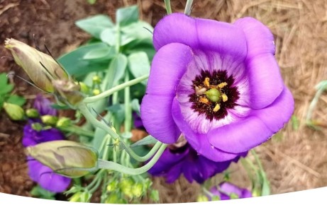 ��� ��������� ����� �������: ������ � ������������ �� ������