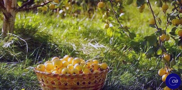 ��������� �����: ������� � ������ ��� �������� ��������