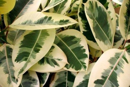 ����������� ������: ������� ����� �� ���������� ����������