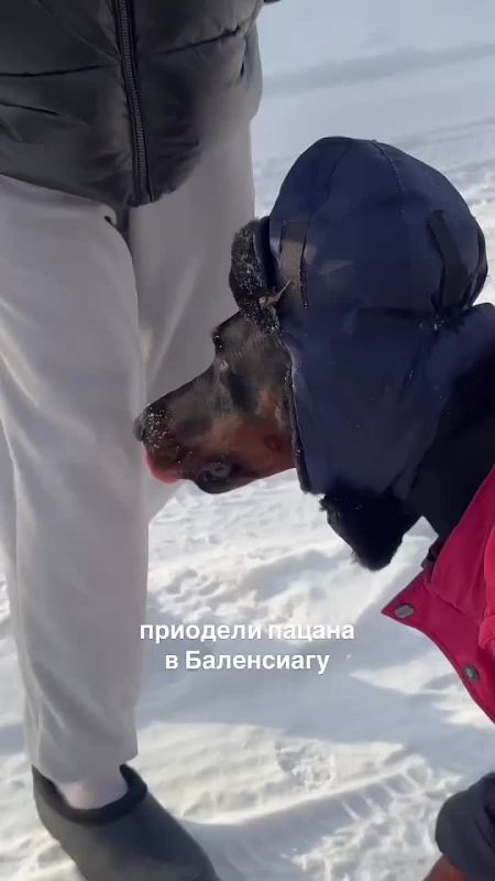 Был доберман, стал Добрыня