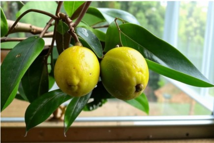 ��� ��������� ������ �� �����������: �������� �������� ��� ��������?