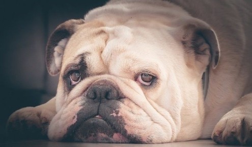 ������� ��������� ������������ ���������� �������� ��������