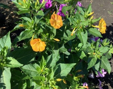 ���������: ������� ����������� ������ ���������