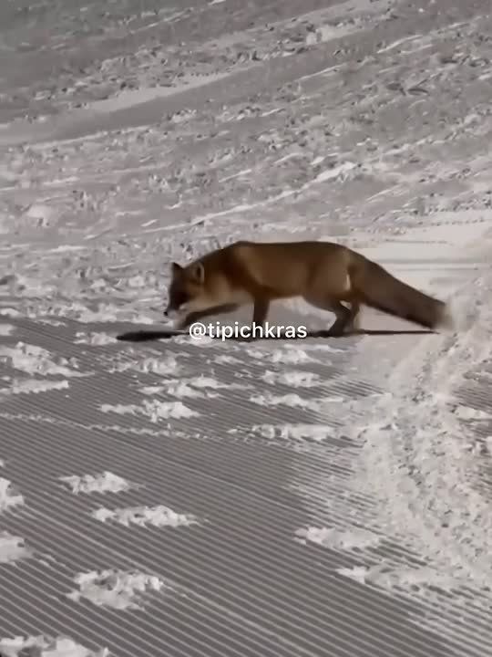 Немного рыжинки в ленту. Когда вокруг все белое – немножко надоедает