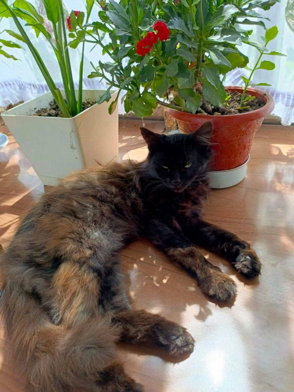 � ������ �� 6 ������� . � ������������� ���� �������, ��������������� ��� �������