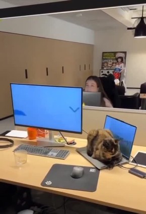 ����� ������� ������