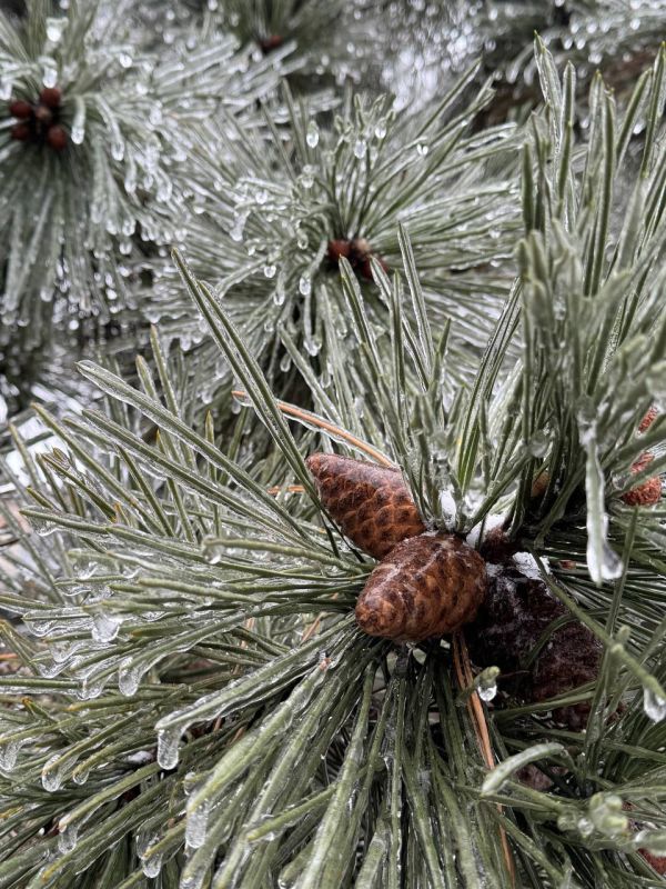 � ������ �� 6 ������� . � ������������� ���� �������, ��������������� ��� �������