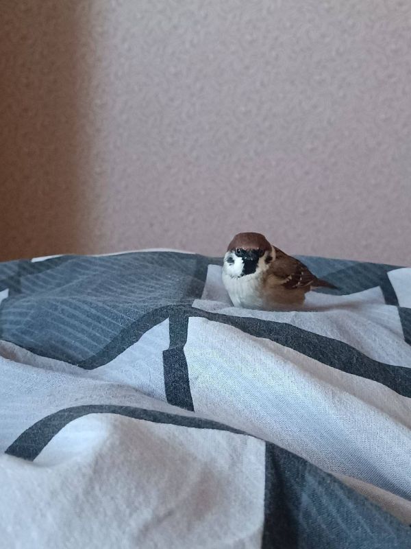 � ������ �� 6 ������� . � ������������� ���� �������, ��������������� ��� �������