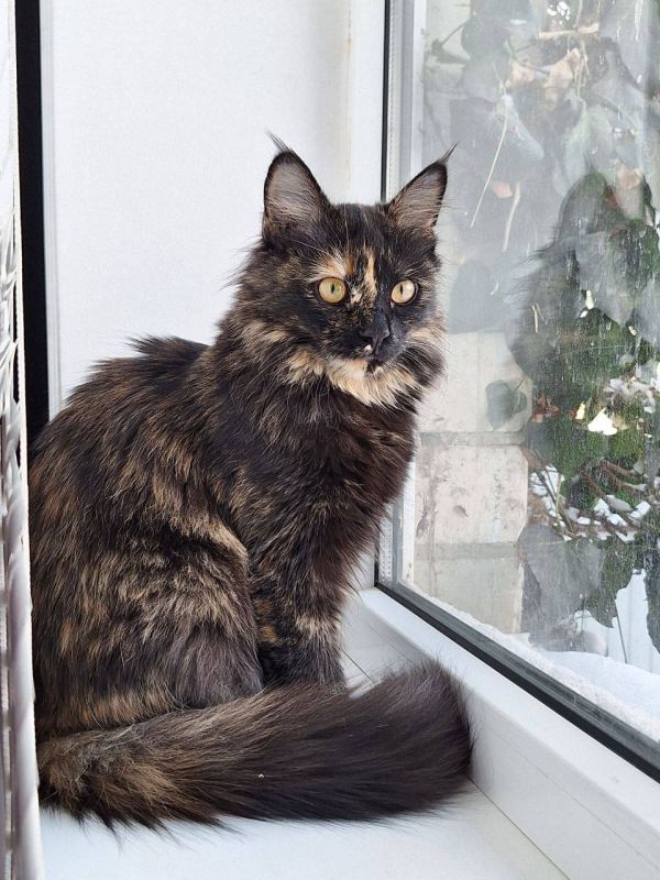 � ������ �� 6 ������� . � ������������� ���� �������, ��������������� ��� �������