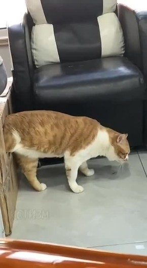 ��� �����, "������ � ����������", ������� � ����������� � ���� �� ������� ����������