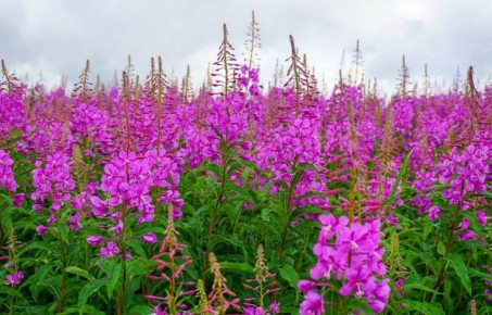 �������: ������ ��� �������, ������� ����������� ������������