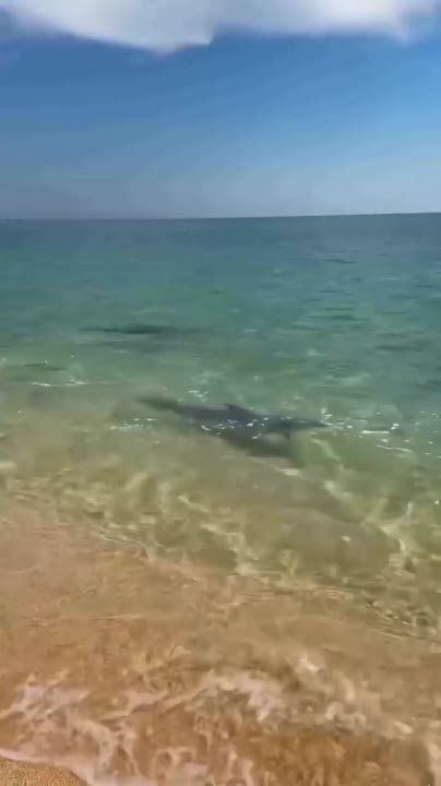 Дельфины, играющие в воде возле пляжа Анапы