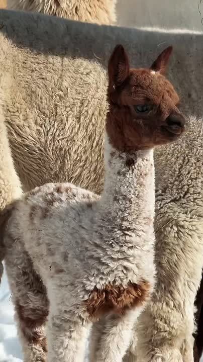 � ����� ������ �� ������� ���� ����� ��������� �������� ���