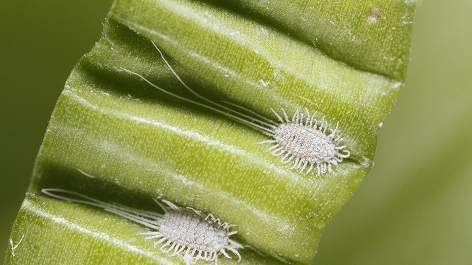 Мучнистый червец: как распознать и уничтожить