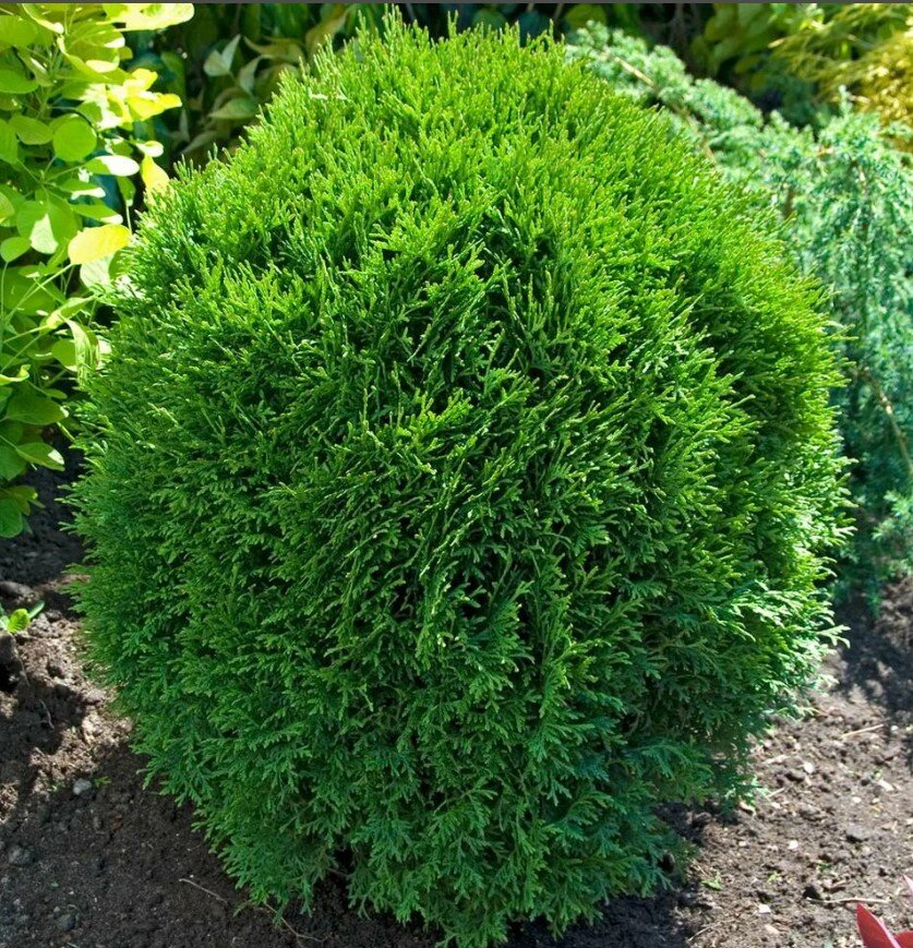 Как легко размножить тую: пять простых способов