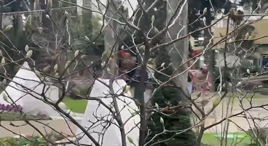 Запахло весной.... Да, Кубань еще может немного «подморозить» в этом месяце, но магнолия в Сочи как бы намекает, что сильных заморозков не будет