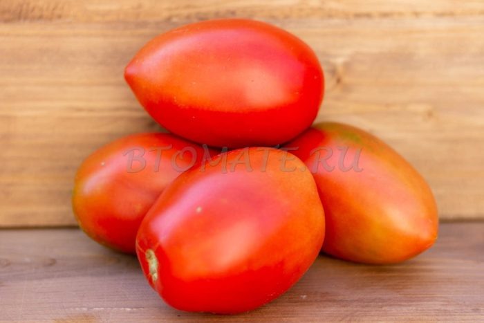 Томат Маняша: как вырастить универсальную звезду вашего огорода