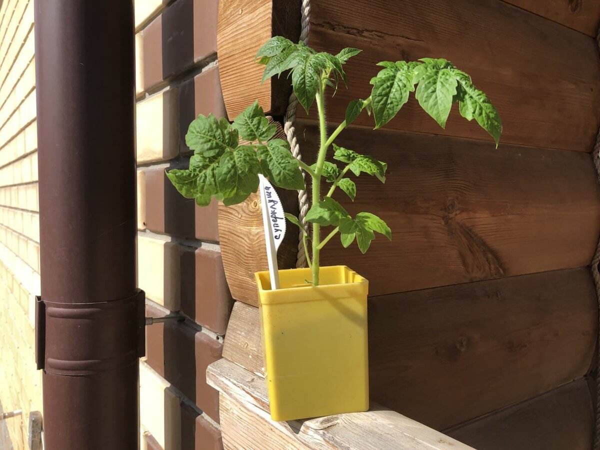 Как создать идеальную рассаду дома: советы для заинтересованных