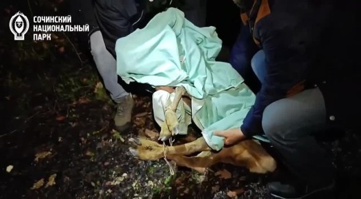 Из леса – в люди. В Сочи неравнодушные жители спасли косуленка, который в панике убегал от собак и оказался в городской среде