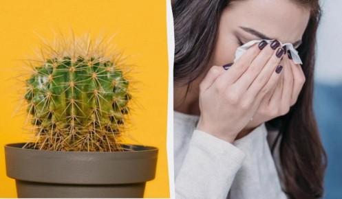 Почему держать кактусы дома может быть рискованно: пять весомых причин