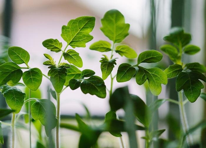 Секреты успешного полива рассады: от раствора до урожая