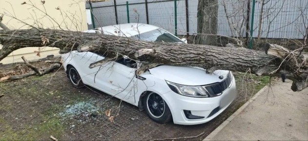 В результате падения дерева на улице Восточно-Кругликовской у четырех иномарок имеются механические повреждения