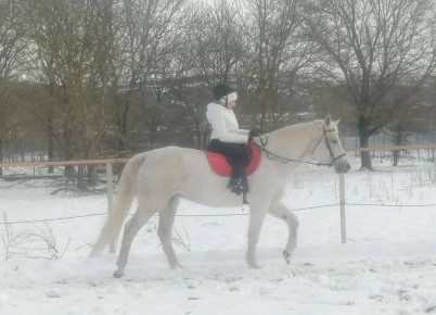 В Новороссийске стартовал проект по интеграции и социальной адаптации инвалидов с помощью верховой езды