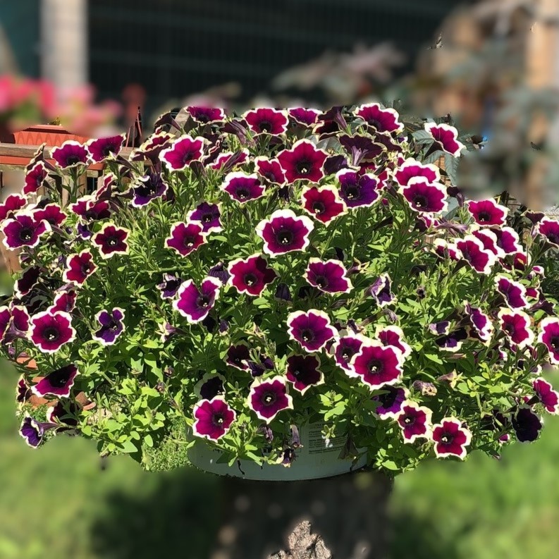 Как правильно вырастить петунии: 7 шагов к успеху