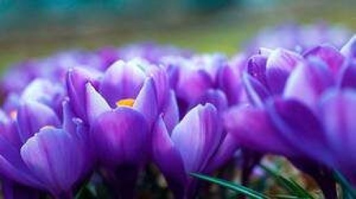 Крокус: удивительный мир шафрана и секреты ухода за растением