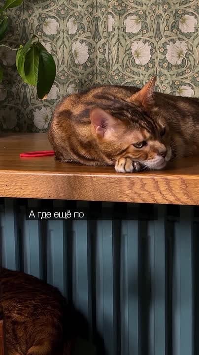 Вот вам подборка мыслей перед сном