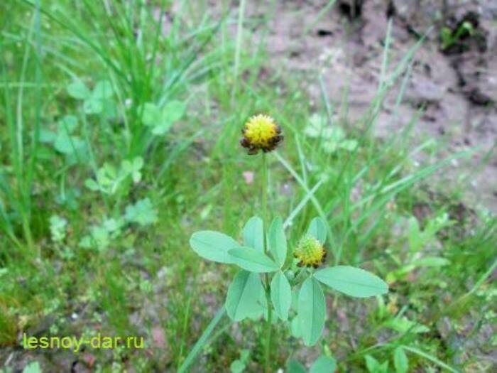 Клевер каштановый