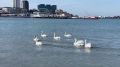 А вот на центральном пляже Анапы сегодня штиль, чему рады и люди, и лебеди