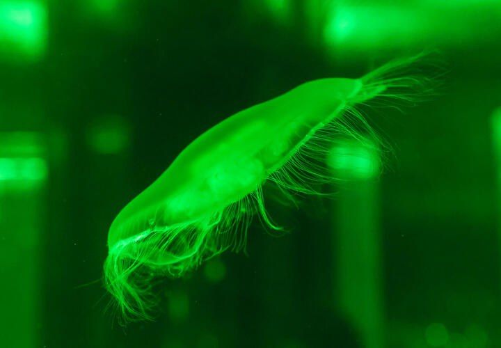 ������� � ������ ������ ���������� ��������, ����� ����������� �����