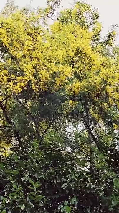 Туристы чуть не уничтожили старейшую мимозу в парке «Южные культуры» в Сочи