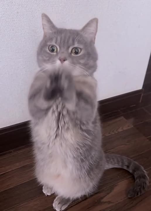 Прощеное воскресенье почти прошло! Самое время подвести итоги голосования