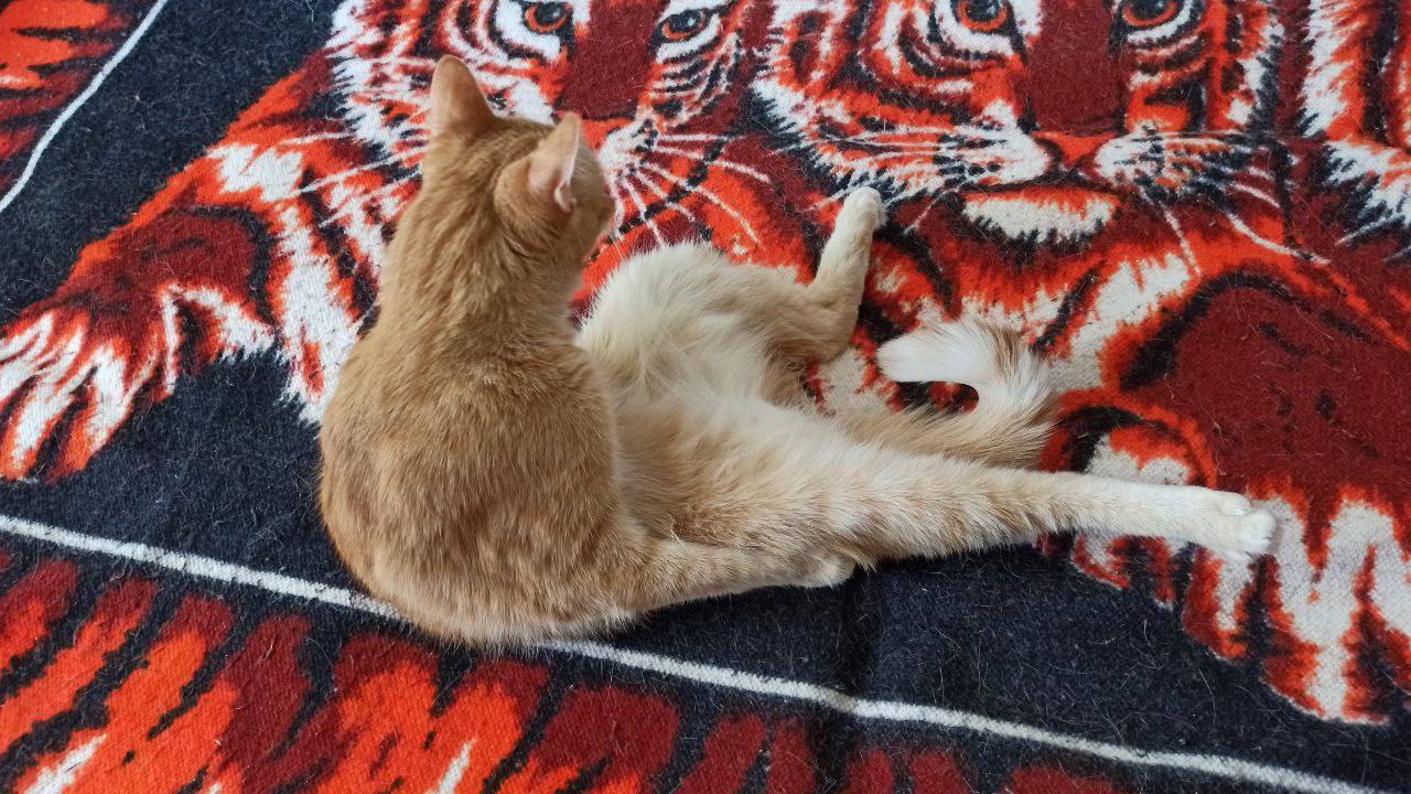 Доброе утро, Кубань!. Краснодар +9 °С Доброе утро, Кубань!. Краснодар +9 °С