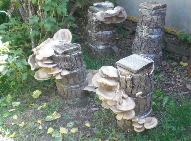 Как вырастить грибы вешенки дома: три простых метода