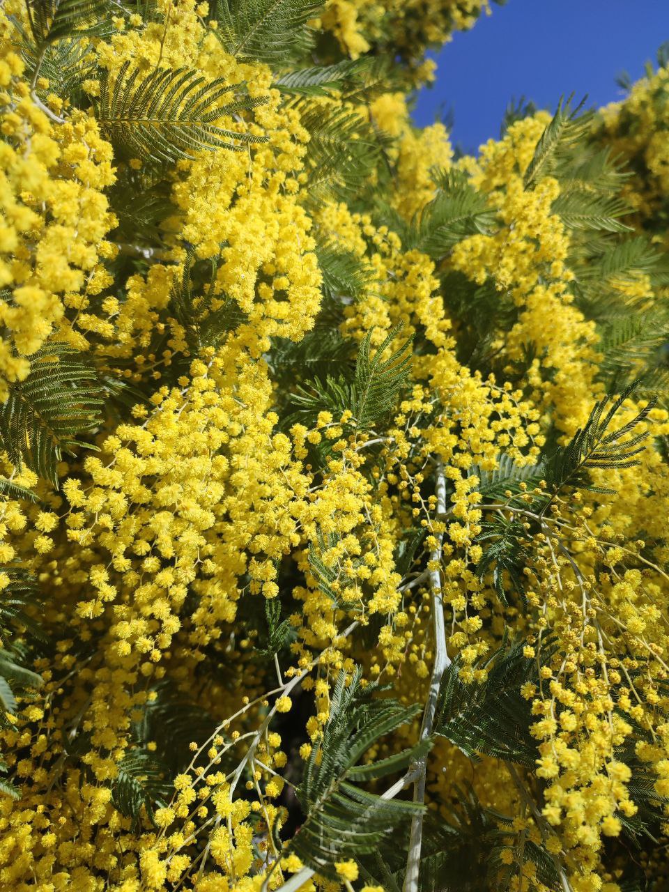 Начнем день с букета. Проснулись, потянулись и улыбнулись! Начинаем день с желтого и солнечного букета Начнем день с букета. Проснулись, потянулись и улыбнулись! Начинаем день с желтого и солнечного букета