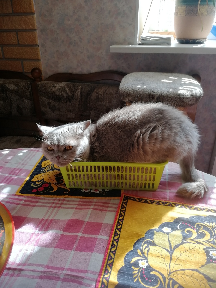 Кошачьи приключения: Как наш любимый мейнкун завоевал сердца семьи