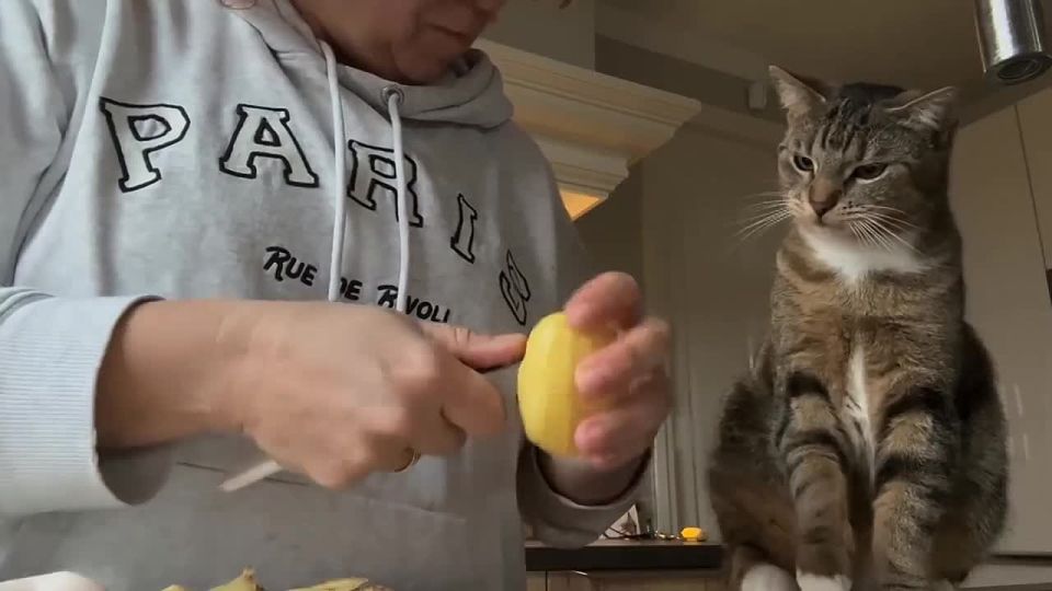 В соцсетях завирусился кот, который очень любит картошку
