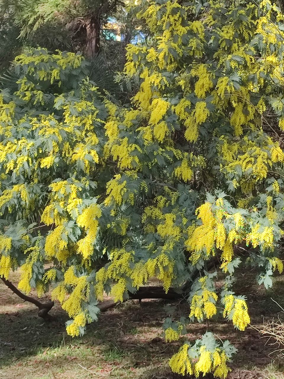 Начнем день с букета. Проснулись, потянулись и улыбнулись! Начинаем день с желтого и солнечного букета Начнем день с букета. Проснулись, потянулись и улыбнулись! Начинаем день с желтого и солнечного букета