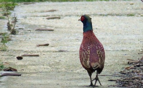 ������ ������� ����� ������ �����