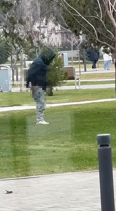 «Даже животные под кустик ходят»