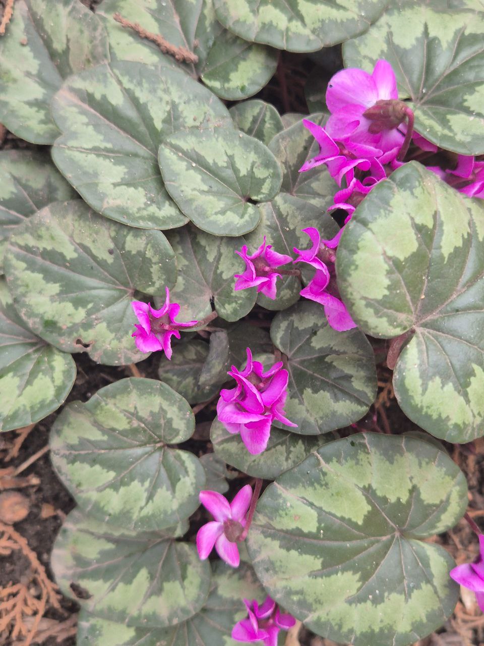 Рабочая неделя начинается пасмурно