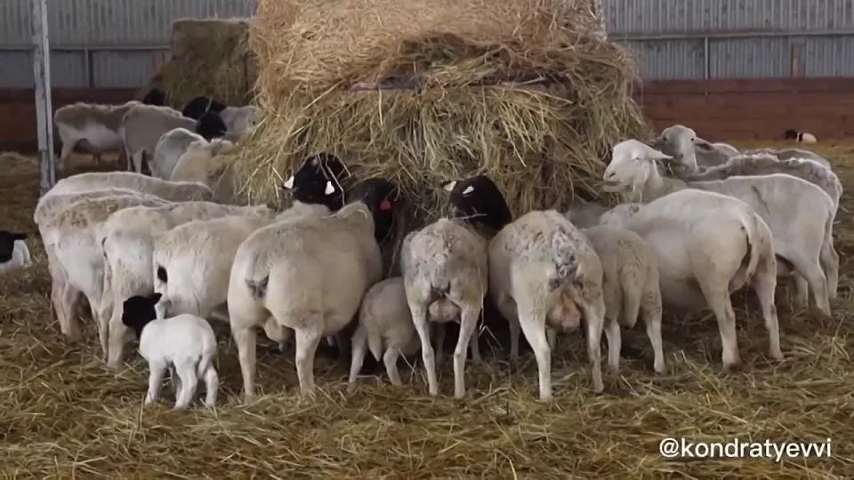Вениамин Кондратьев: Один из примеров образцового животноводческого хозяйства - ферма Владимира Ивановича Ищенко в Северском районе