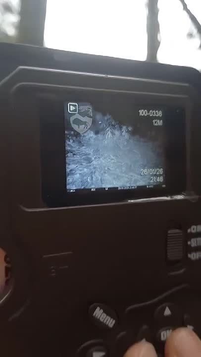 Зубр впервые попал на камеру в пойме реки Белая