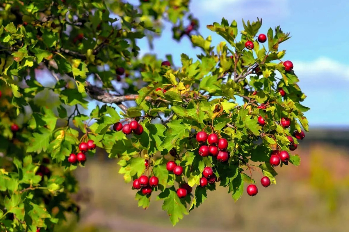 Боярышник: Уникальное растение с множеством преимуществ